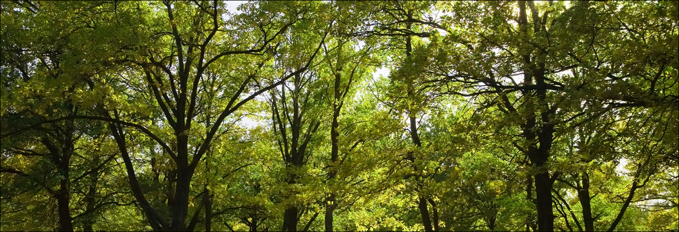 Forest Canopy